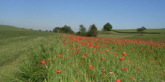 Meist werden Ackerschonstreifen am Rand von Getreideflächen angelegt. (Bild Agroscope)