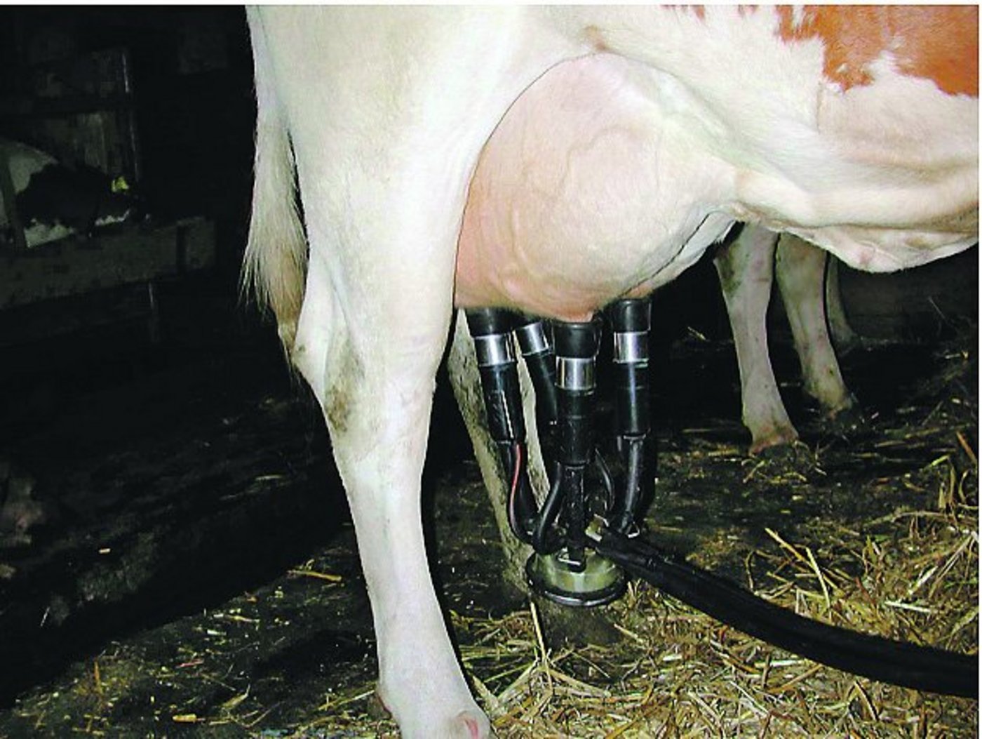 Saubere Euter erleichtern das Melken. (Bild Agridea)