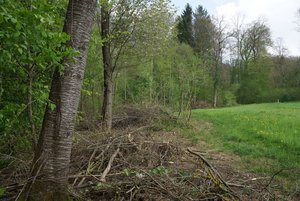 Vogelschutz: Wieviel BFF braucht es? Aufgewertete, gestufte Waldränder, Asthaufen, Steinhaufen, ungenutzte Randflächen – das ist gut für Vögel. (Bild BauZ)