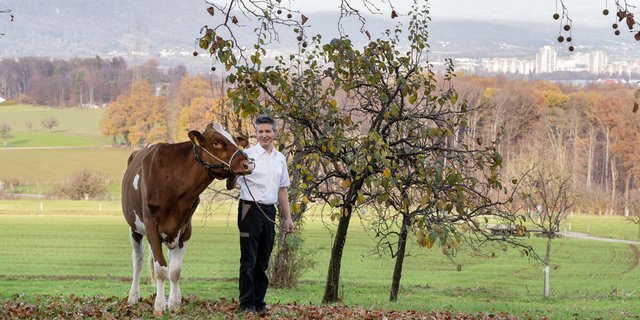 Der Siegermuni fürs Esaf 2022 kommt aus dem Stall von Jürg Degen. (Bild Barbara Sorg, Esaf Pratteln im Baselbiet)