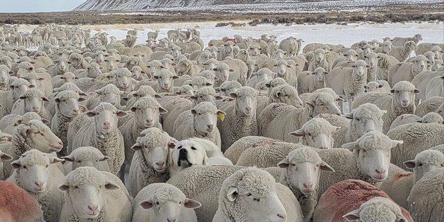 Erkennen Sie das falsche Schaf? (Bild Jennifer Dutton)
