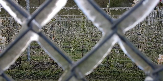 Liquiditätshilfen für Obstbauern und Winzer sind nötig. (Bild ji/lid)
