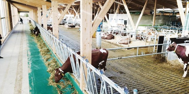 Am Wochenende vom 4. und 5. Mai kann man den neuen Stall bestaunen. (Bild zVg)