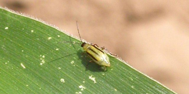 Der Maiswurzelbohrer bleibt gefährlich. (Bild: BauZ)