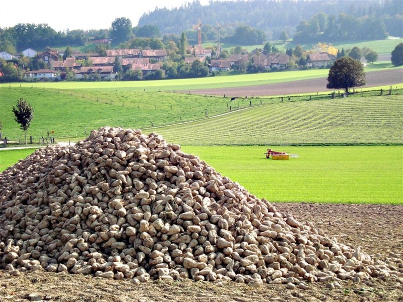Für viele Bauern wird es dieses Jahr wohl der letzte Rübenhaufen sein. Wegen des sinkenden Preises verzichten sie in Zukunft auf den Zuckerrübenanbau. (Bild Martin Aeschlimann / landwirtschaft.ch) 