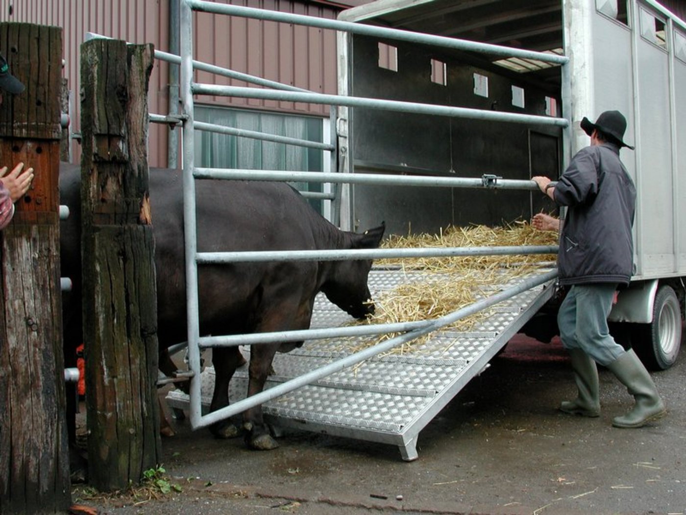 Kühe sind kurz vor Ostern gefragt. (Bild BauZ)