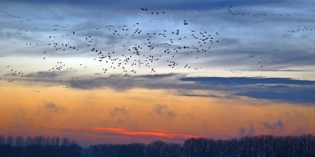 Im Herbst lassen sich am Himmel beeindruckende Schwarmformationen bewundern.  (Bild Pixabay)