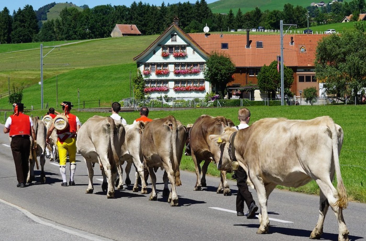 Im Gegensatz zu den Alpabzügen sind Alpaufzüge keine touristischen Events mit vielen Zuschauerinnen und Zuschauern. (Bild Pixabay))