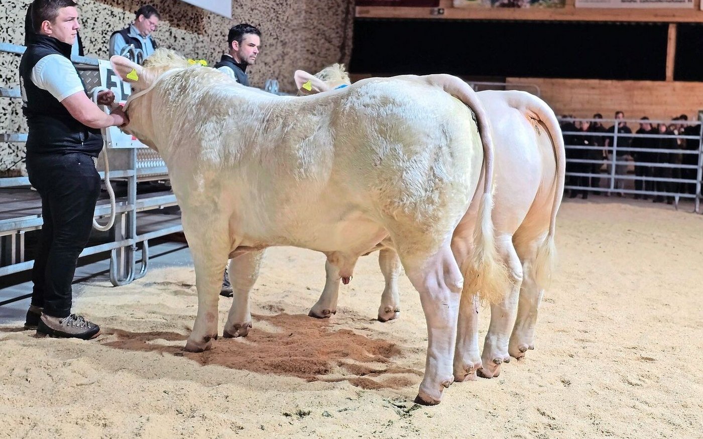 Bei den Charolais war die Konkurrenz nicht gross, allerdings die Qualität hoch. Champion wurde Rio von Ueli Bader aus Mümliswil SO (vorne).
