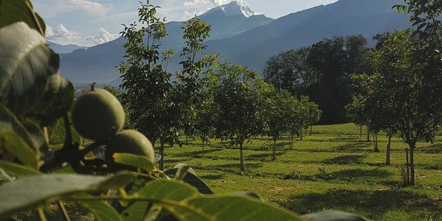 Im Bündner Dorf Malans GR wachsen 1300 Walnuss-Bäume. Bild: Johannes Janggen