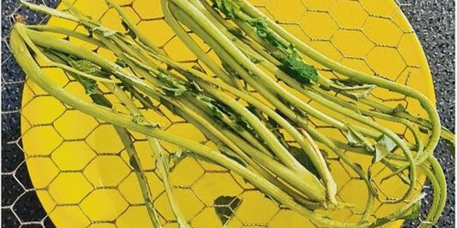 Die Berlèse-Methode auf der linken Seite und frische Frassgänge einer Rapserdflohlarve im Herbst rechts.