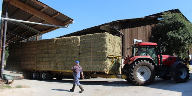 Nur wenige kaufen jetzt Heu. Der Grund ist, dass die Heustöcke gefüllt sind. (Bild rü)