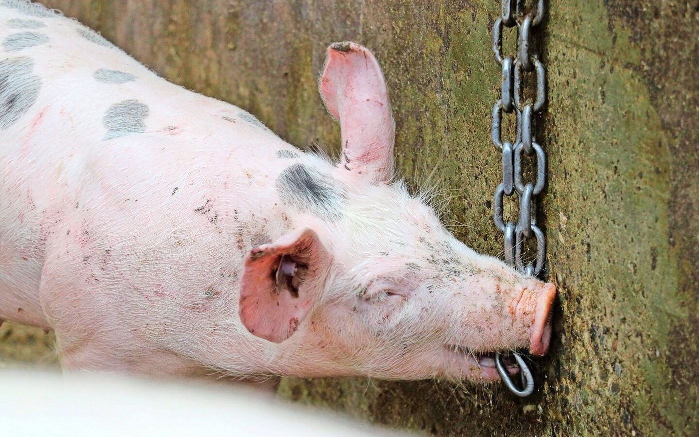 Damit die Tiere ihr Interesse an den Beschäftigungsmaterialien nicht verlieren, sollten diese am besten abwechselnd und nicht gleichzeitig angeboten werden. 