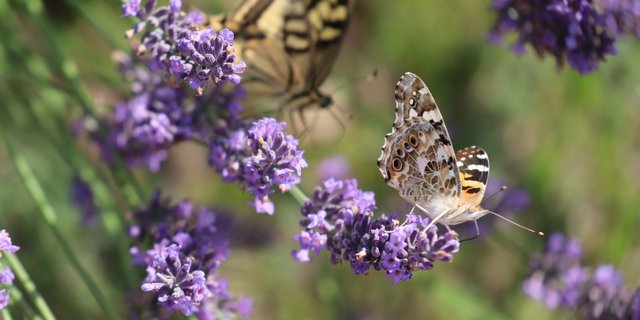 Die Biodiversitätsstrategie sei eine wichtige Grundlage dafür, die Naturlandschaften in Europa zu erhalten. (Bild Vrena Crameri)