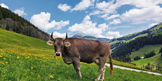 «Eine unserer Braunviehkühe im Löwenzahn – das ist Heimat.» (Bild Toni Bergmann)