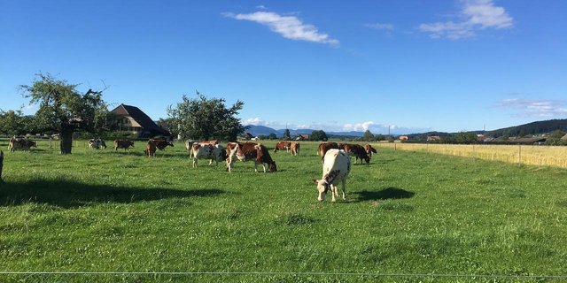 Jeder Betrieb in der Schweiz ist anders. Das macht es schwierig, die Wirkung agrarpolitischer Massnahmen zu untersuchen – und Daten direkt von Betrieben umso wertvoller. (Symbolbild jsc)