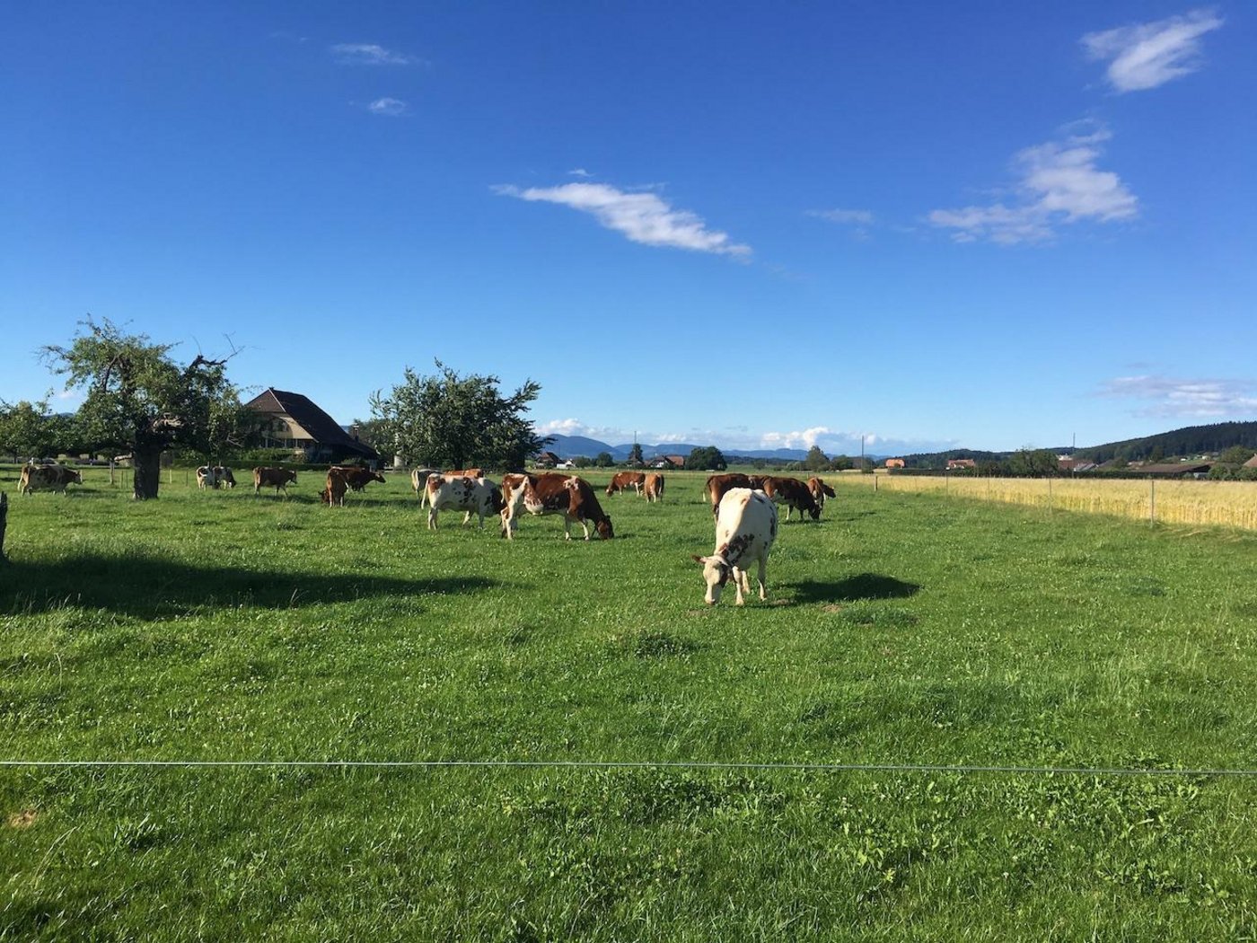 Jeder Betrieb in der Schweiz ist anders. Das macht es schwierig, die Wirkung agrarpolitischer Massnahmen zu untersuchen – und Daten direkt von Betrieben umso wertvoller. (Symbolbild jsc)