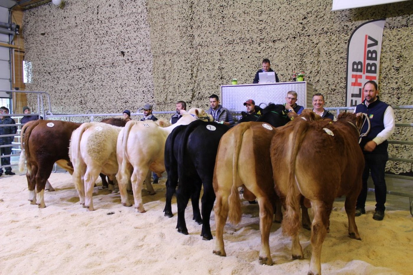  Der Stierenmarkt bietet dem Käufer eine breite Palette der Schweizer Fleischrinderzucht. (Bild Mutterkuh Schweiz)