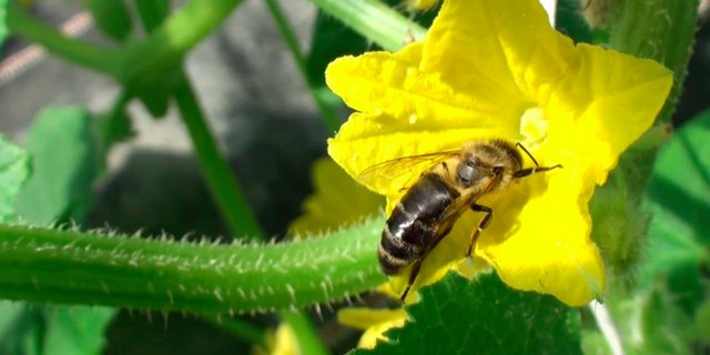 Eine Massnahme, die der Bundesrat vorsieht: Für die Bienen soll das Nahrungsangebot im Sommer verbessert werden, indem Blühstreifen für Bestäuber eingeführt werden. (Bild: Jeanne Woodtli)