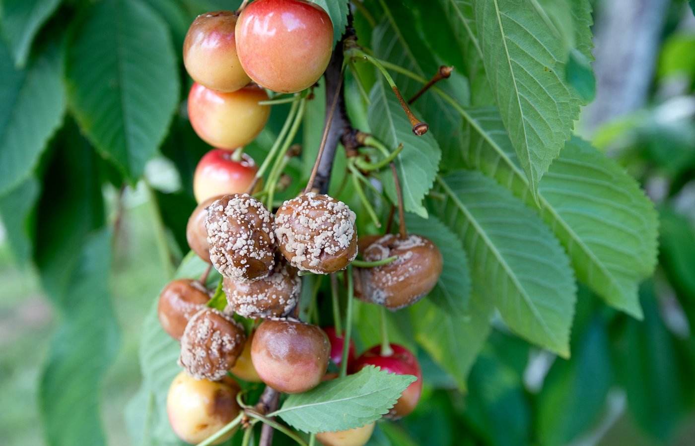 Monilia-Fruchtfäule an Kirschen. (Bild SBV)