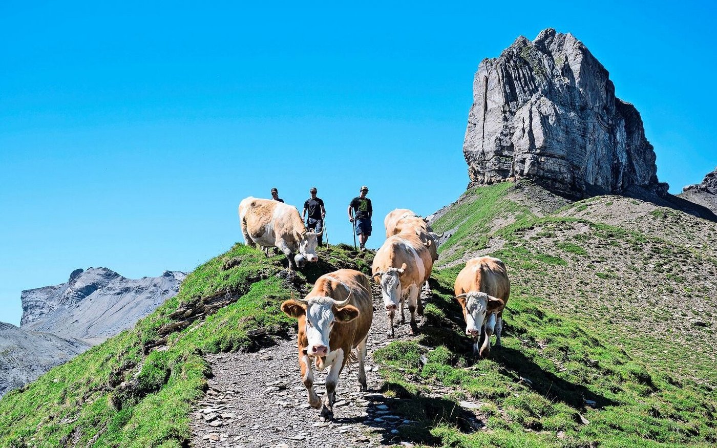 In der Schweiz verbringen jedes Jahr über 17 000 Älplerinnen und Älpler, Hirtinnen und Hirten auf rund 7000 Alpbetrieben den Sommer.