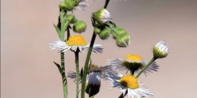 Das Erfolgsgeheimnis des Einjährigen Berufkraut ist die hohe Samenmenge. Jede Pflanze verfüge über 10 000 bis 50 000 Samen. (Bild ©Otto Durst - stock.adobe.com)