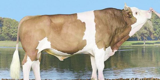 Stier Mario, ein Unic-Sohn, ist nicht nur selber schön, er gibt diese Eigenschaft auch an seine Töchter weiter. (Bild KeLeKi)