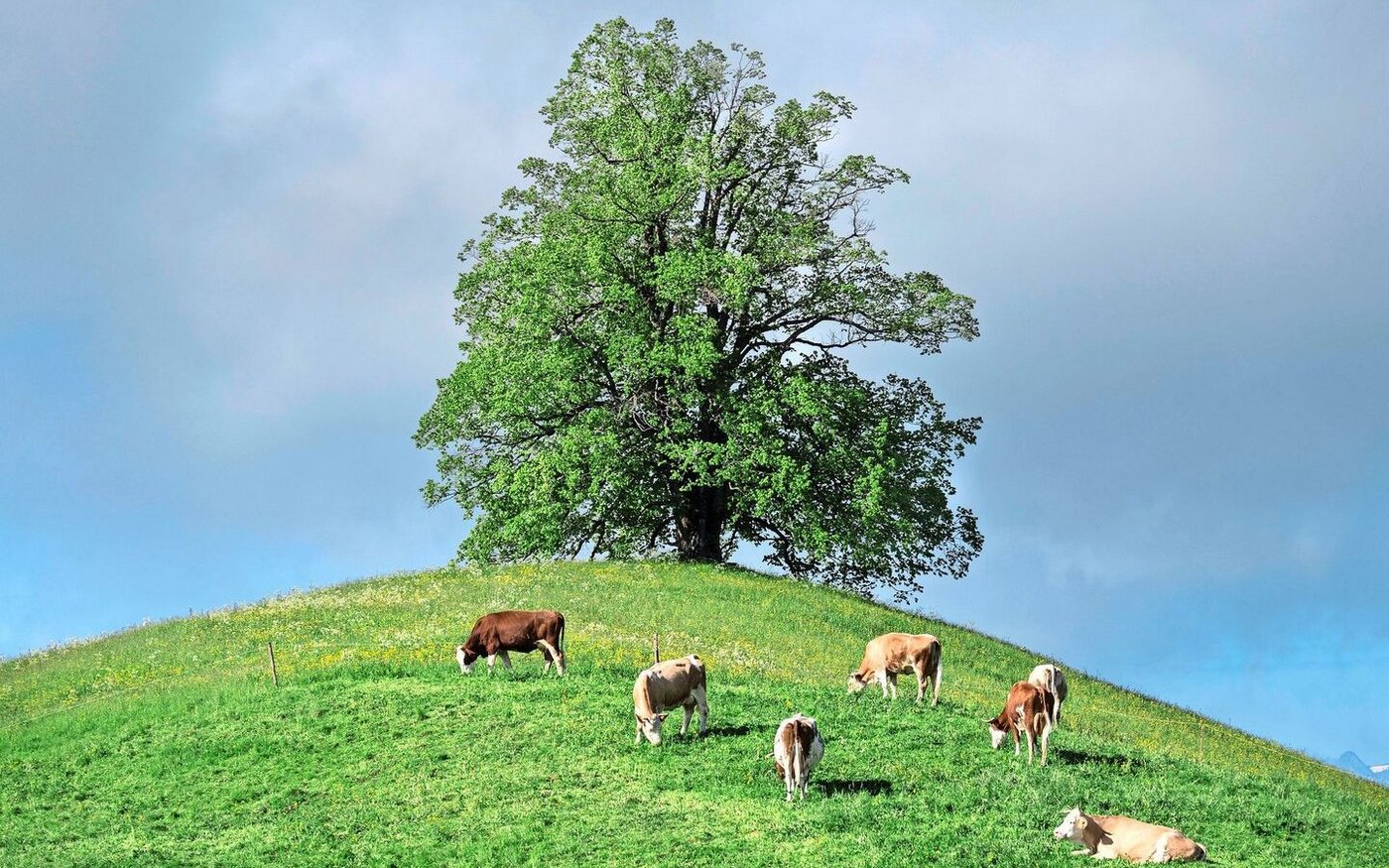 3,34 Mio Tonnen Milch werden auf Schweizer Betrieben produziert. Die Produktion ist trotz sinkender Anzahl Betriebe stabil. Das soll so bleiben, hiess es an der SMP-DV. Doch dafür sei die Politik gefordert. 