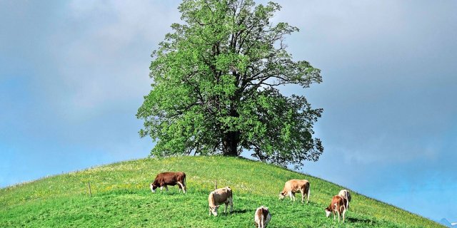 3,34 Mio Tonnen Milch werden auf Schweizer Betrieben produziert. Die Produktion ist trotz sinkender Anzahl Betriebe stabil. Das soll so bleiben, hiess es an der SMP-DV. Doch dafür sei die Politik gefordert. 