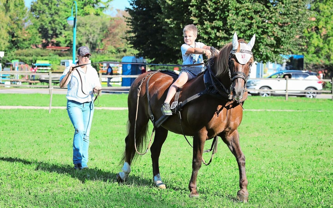 Freizeitprüfungen sind beliebt – bei Gross und Klein: Lucia Vuillaume aus Le Peuchapatte JU mit dem Freiberger Figaro nach dem Holzrücken.