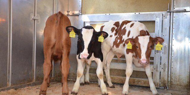 Das Ausfüllen der Begleitdokumente ist wichtig, denn nur gesunde Tiere dürfen zum Viehmarkt transportiert werden (Bild Aline Küenzi)