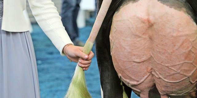 Der Organisator der Swiss Expo 2024 in Genf wurde wegen Tiermisshandlungen verurteilt. Gegenüber der Westschweizer Zeitung «24 heures» zeigte sich Jacques Rey «verblüfft».  