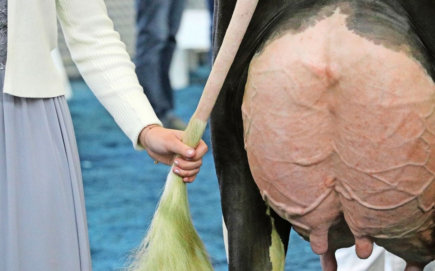 Der Organisator der Swiss Expo 2024 in Genf wurde wegen Tiermisshandlungen verurteilt. Gegenüber der Westschweizer Zeitung «24 heures» zeigte sich Jacques Rey «verblüfft».  