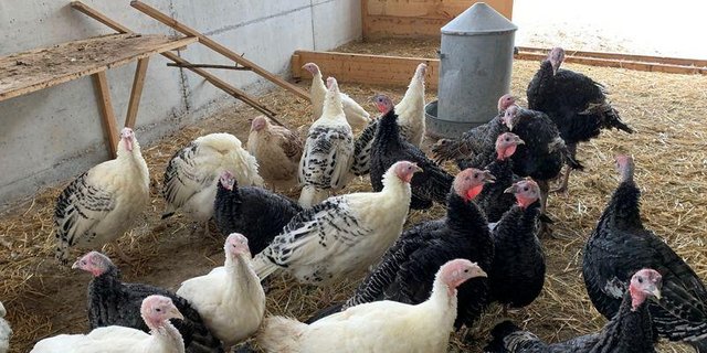 Gemäss Animal Health Online sind aktuell vor allem deutsche Betriebe mit Truthahnzucht von der Vogelgrippe betroffen. (Bild Lid)