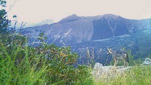 Der Wolf passt sich Der Wolf passt sich schneller den Gegebenheiten an, als dies Landwirte und Älpler oft vermögen, und wird dadurch ein Stück weit zum Herrscher der Alpen.