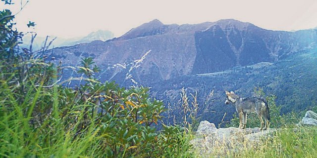 Der Wolf passt sich schneller den Gegebenheiten an, als dies Landwirte und Älpler oft vermögen, und wird dadurch ein Stück weit zum Herrscher der Alpen. 