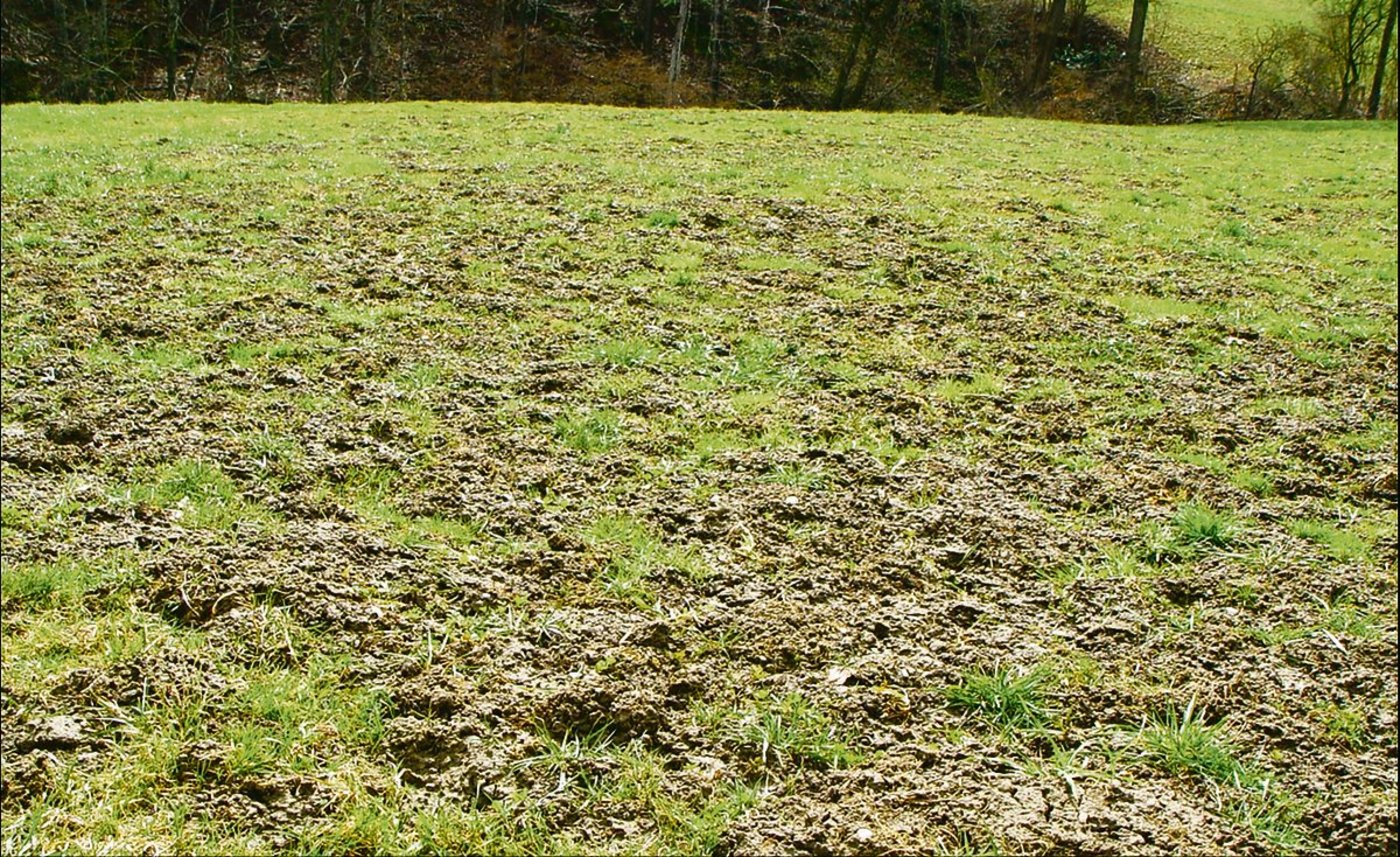 Offene Grasnarbe nach Mäuseschäden.(Bild Cornel Stutz/Agroscope)