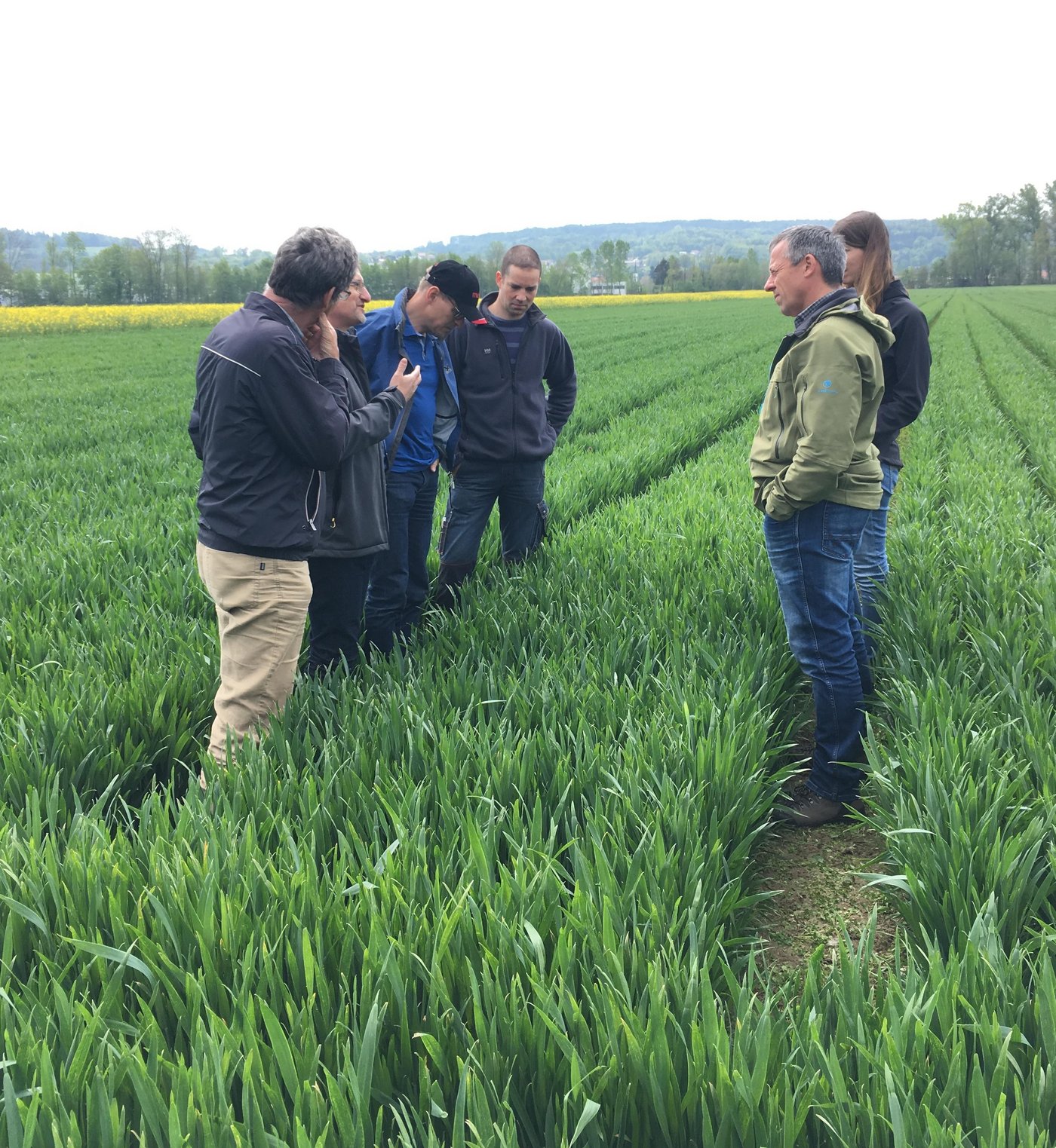 Die Projektpartner tauschen sich über die Nistgassen, welche der Feldlerche verbesserte Brutmöglichkeiten bieten sollen, aus. (Bild lko)