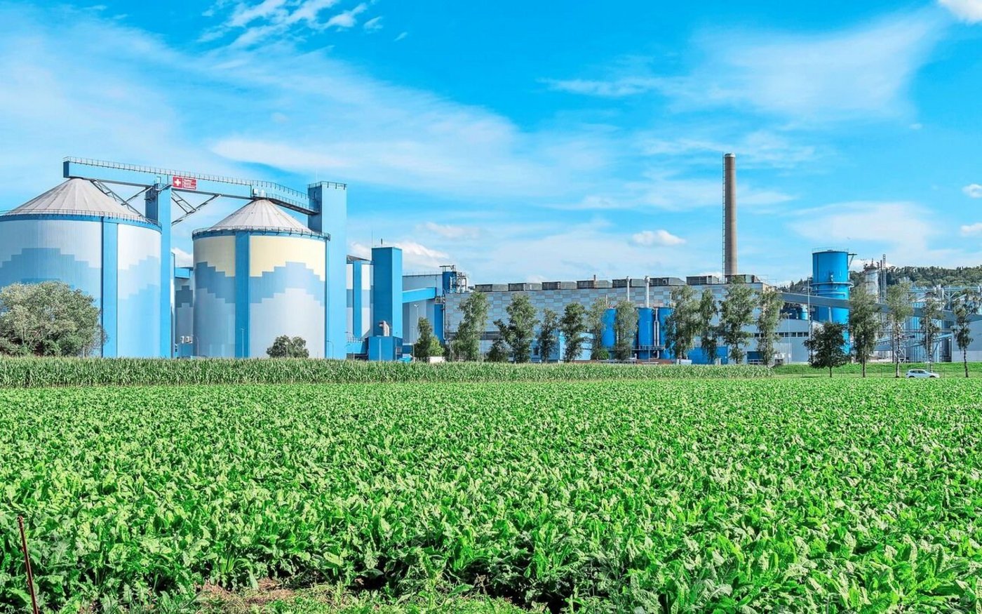 Mit 16 500 ha Zuckerrüben verzeichnet die Zucker AG erstmals seit Jahren wieder einen Flächenzuwachs.  