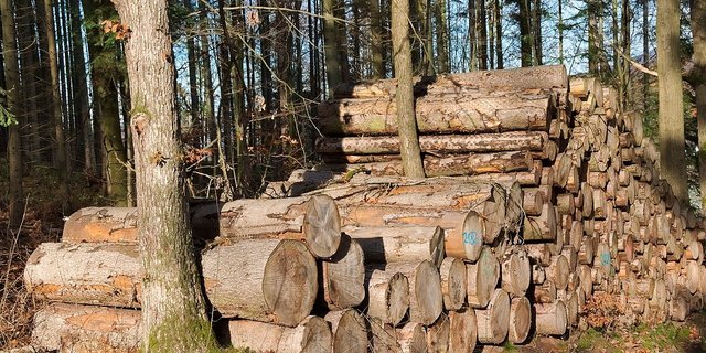 Trotz der negativen Ergebnisse ist eine ökonomisch nachhaltige Waldwirtschaft möglich. (Bild Pixabay)