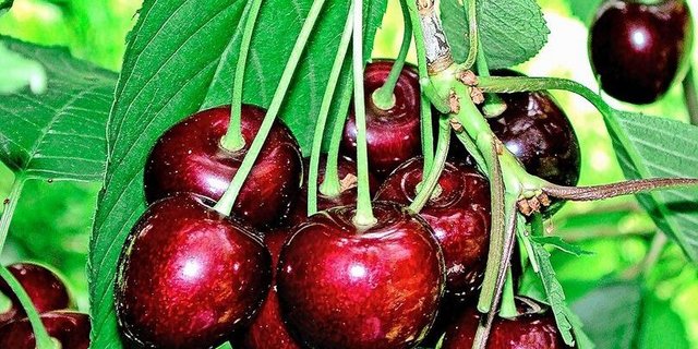 Damit die Kirschen im Sommer so aussehen, gilt es jetzt, das Insektenschutznetz möglichst dicht zu montieren. 