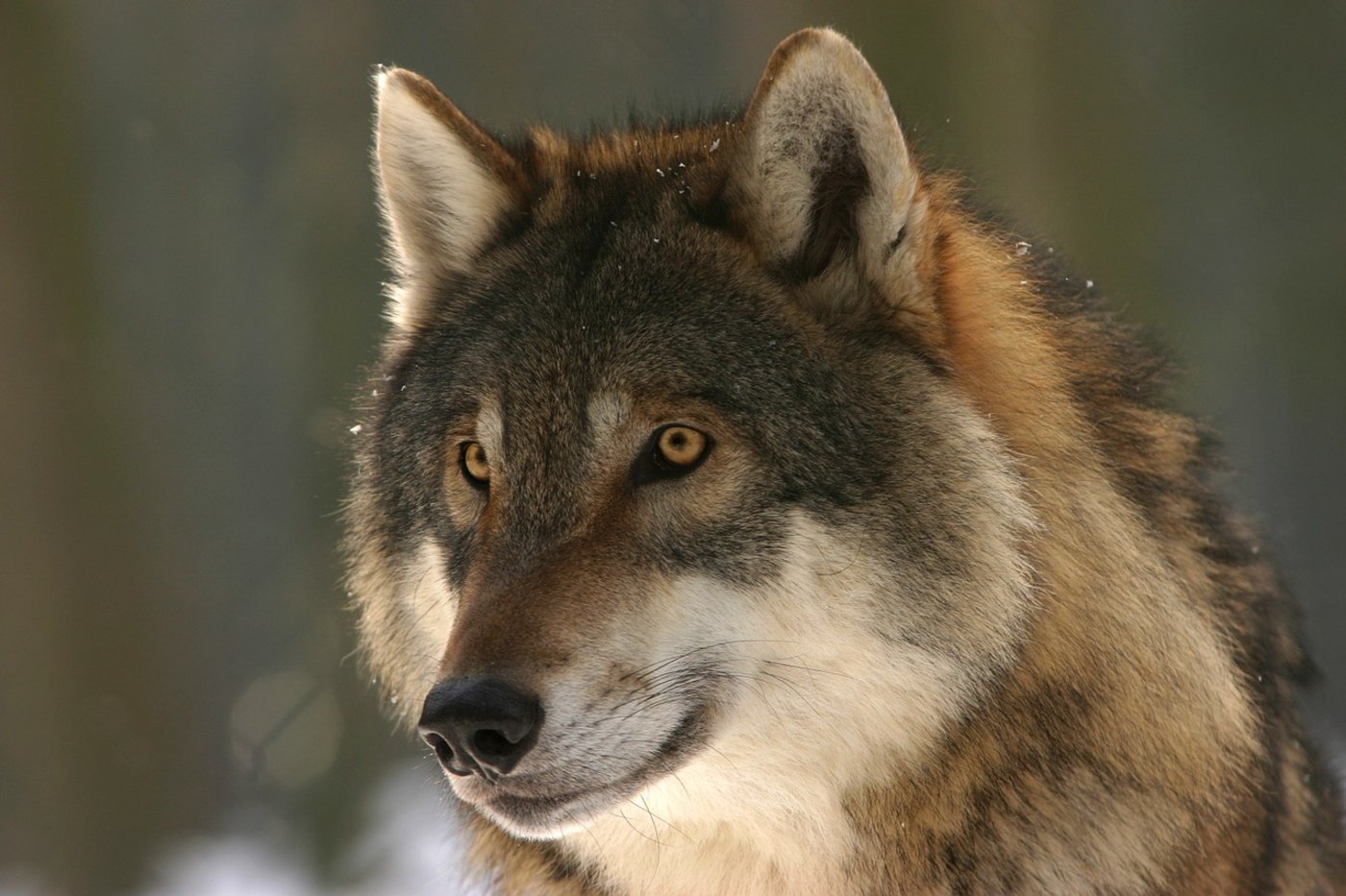 Erst wurde ein Wolf hinter Schafrissen im Kanton Uri vermutet.(Symbolbild Pixabay)