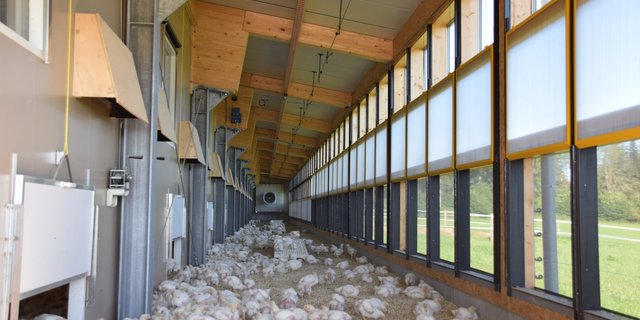 Dank der klimatisierten Aussenbereiche haben die Mastpolets ganzjährig die Möglichkeit für mehr Auslauf. (Bild lja)