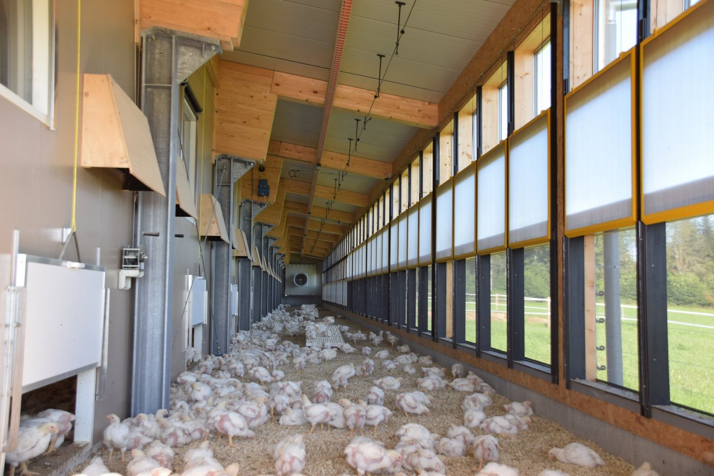 Dank der klimatisierten Aussenbereiche haben die Mastpolets ganzjährig die Möglichkeit für mehr Auslauf. (Bild lja)