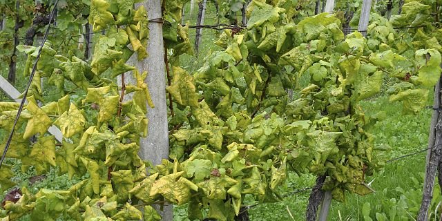 Die Walliser Winzer können aufatmen. Seit zwei Jahren wurde kein an Goldgelber Vergilbung erkrankter Rebstock mehr entdeckt. (Symbolbild Wikimedia)