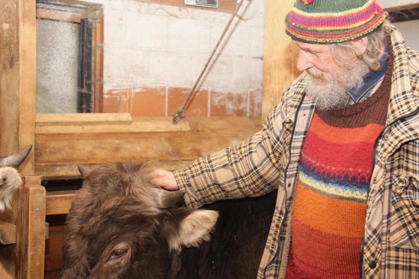 Armin Capaul kämpft für horntragende Kühe und Ziegen.   Die Enthornung verurteilt er als Verstümmelung der Tiere. (Bild cap)