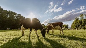 Tag- oder Nachtweide Tag- oder Nachtweide alleine dürften im neuen Programm nicht genügen. 90 kg Frischsubstanz fressen braucht entsprechend Zeit.