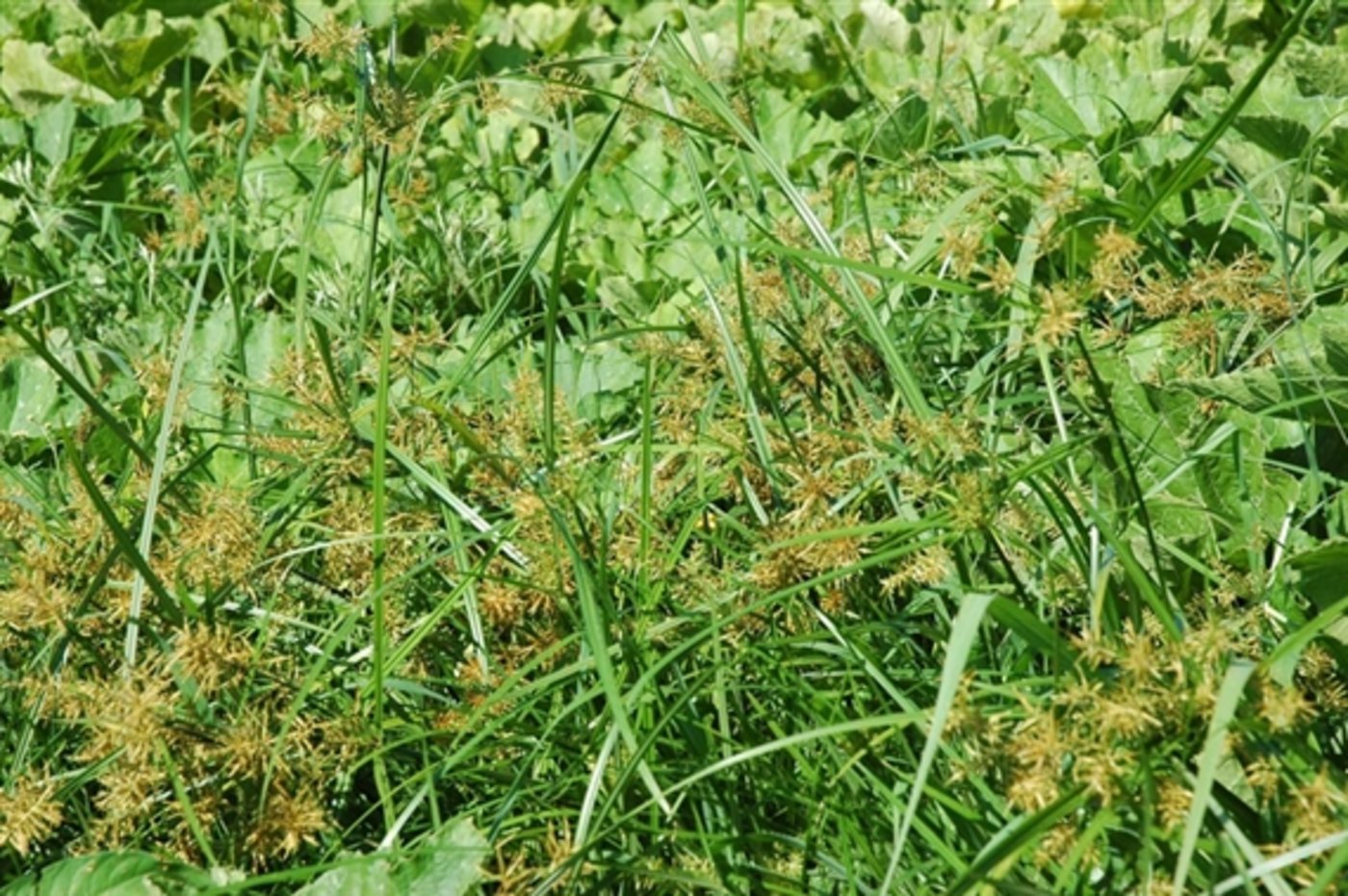 Unerwünscht, lästig und ein Problem: Erdmandelgras. (Bild Agroscope)