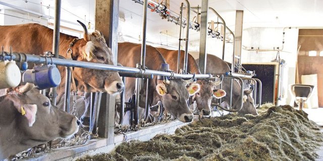 Rund 30 Prozent der Rinder in der Schweiz werden heute in einem Anbindestall gehalten. Laut Tierschutzverordnung müssen diese insgesamt 90 Tage im Jahr Auslauf erhalten. 