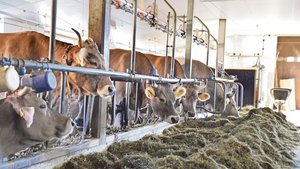 Rund 30 Prozent der Rund 30 Prozent der Rinder in der Schweiz werden heute in einem Anbindestall gehalten. Laut Tierschutzverordnung müssen diese insgesamt 90 Tage im Jahr Auslauf erhalten.